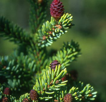 Black Spruce - <i>Picea mariana<i> on Sale