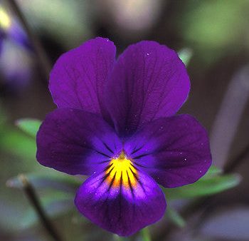 Blue Elf Viola - <i>Viola sp.<i> Online