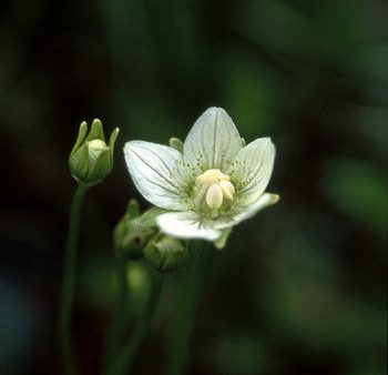 Grass of Parnassus - <i>Parnassia palustris<i> Online now