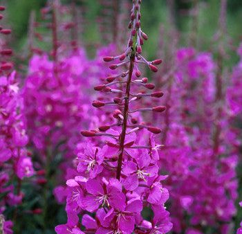 Fireweed - <i>Epilobium angustifolium<i> on Sale