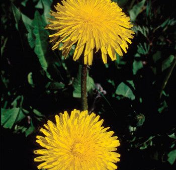 Dandelion - <i>Taraxacum officinale<i> Fashion