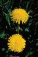 Dandelion - <i>Taraxacum officinale<i> Fashion