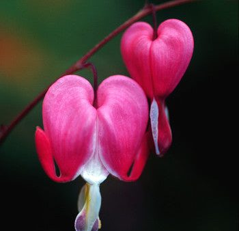 Bleeding Heart - <i>Dicentra spectibalis<i> Supply