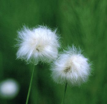 Cotton Grass - <i>Eriophorum sp.<i> For Discount