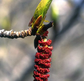 Balsam Poplar - <i>Populus balsamifera<i> For Cheap