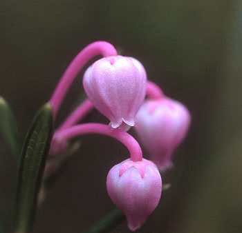 Bog Rosemary - <i>Andromeda polifolia<i> Sale