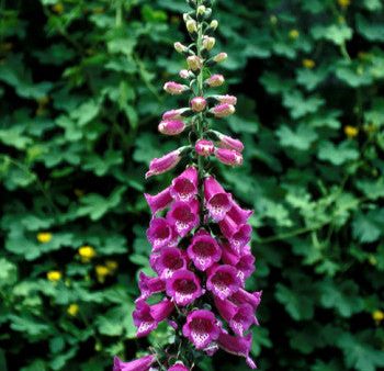 Foxglove - <i>Digitalis purpurea<i> on Sale