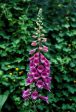 Foxglove - <i>Digitalis purpurea<i> on Sale