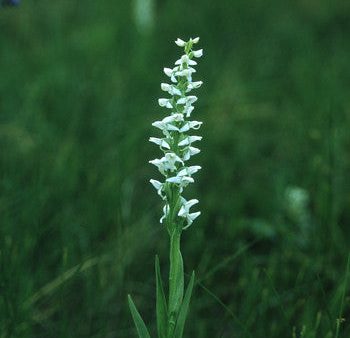 Bog Candle - <i>Platanthera dilatata<i> Online