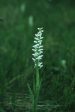 Bog Candle - <i>Platanthera dilatata<i> Online