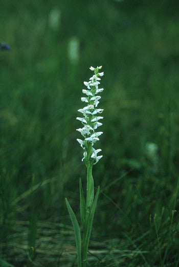 Bog Candle - <i>Platanthera dilatata<i> Online