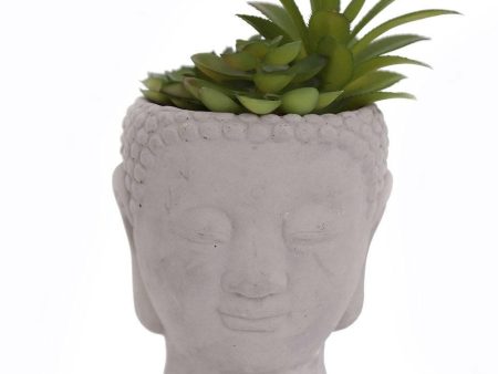 20cm Buddha Head Succulent Cheap