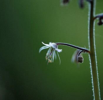 Lace Flower - <i>Tiarella trifoliata<i> For Cheap