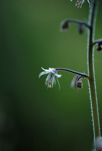 Lace Flower - <i>Tiarella trifoliata<i> For Cheap