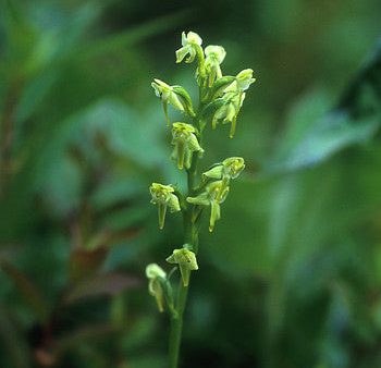 Green Bog Orchid - <i>Platanthera obtusata<i> Cheap