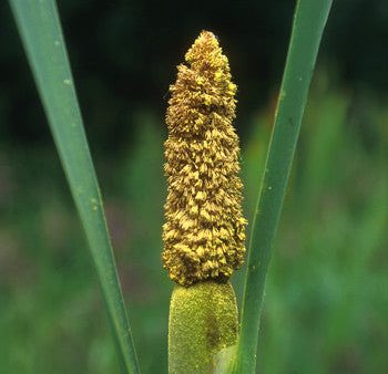 Cattail Pollen - <i>Typha latifolia<i> Supply