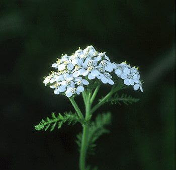 Yarrow - <i>Achillea borealis<i> For Discount