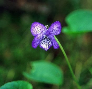 Alaska Violet - <i>Viola langsdorfii<i> Online Hot Sale