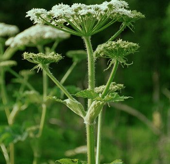 Cow Parsnip - <i>Heracleum lanatum<i> For Cheap