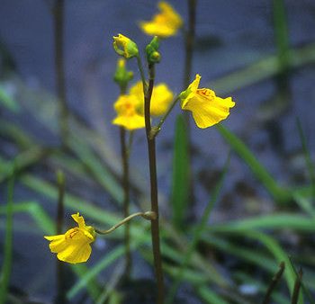 Bladderwort - <i>Utricularia vulgaris<i> on Sale