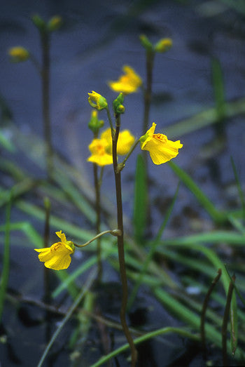 Bladderwort - <i>Utricularia vulgaris<i> on Sale