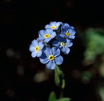 Forget-Me-Not - <i>Myosotis alpestris<i> Sale