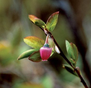 Blueberry Pollen - <i>Vaccinium uliginosum<i> Fashion