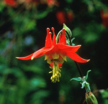 Columbine - <i>Aquilegia formosa<i> Online