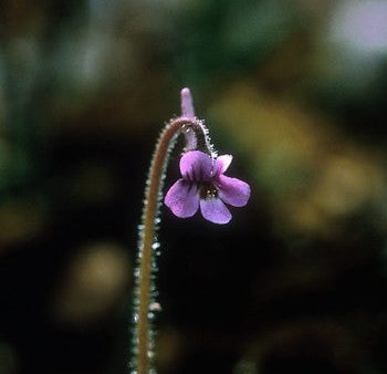 Hairy Butterwort - <i>Pinguicula villosa<i> Online Sale