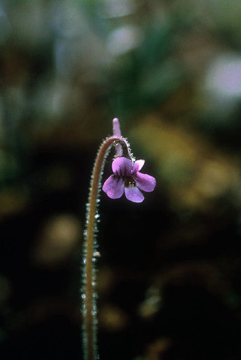 Hairy Butterwort - <i>Pinguicula villosa<i> Online Sale