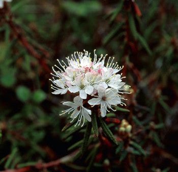 Labrador Tea - <i>Ledum palustre<i> Hot on Sale