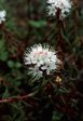 Labrador Tea - <i>Ledum palustre<i> Hot on Sale