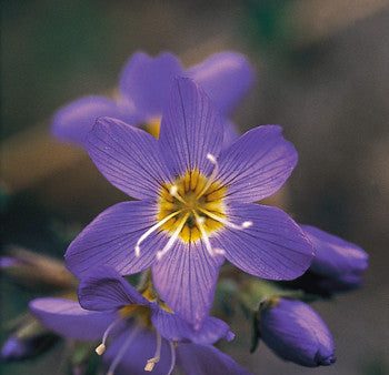 Jacob s Ladder - <i>Polemonium pulcherrimum<i> Hot on Sale