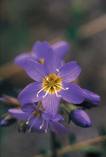 Jacob s Ladder - <i>Polemonium pulcherrimum<i> Hot on Sale