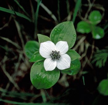 Bunchberry - <i>Cornus canadensis<i> Online now