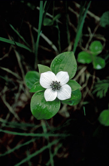 Bunchberry - <i>Cornus canadensis<i> Online now