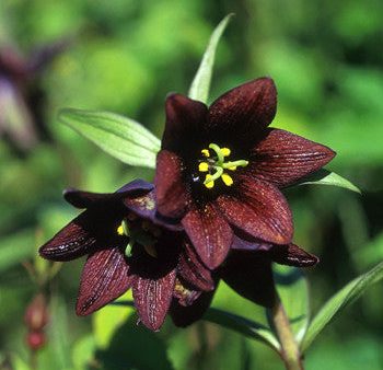 Chocolate Lily - <i>Fritillary camschatcensis<i> on Sale