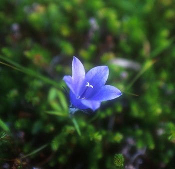 Harebell - <i>Campanula lasiocarpa<i> Cheap