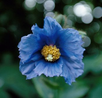 Blue Poppy - <i>Meconopsis grandis<i> Fashion