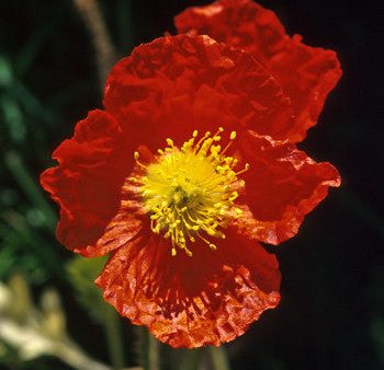 Icelandic Poppy - <i>Papaver nudicaule<i> Sale