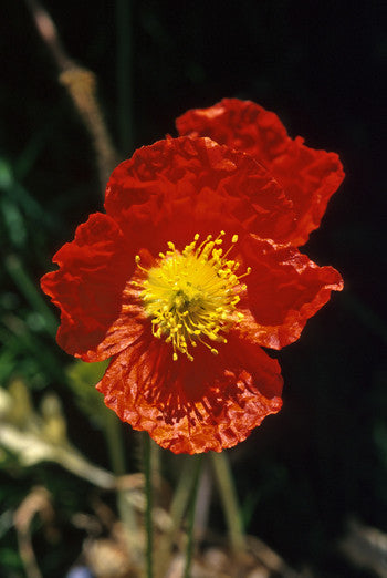 Icelandic Poppy - <i>Papaver nudicaule<i> Sale