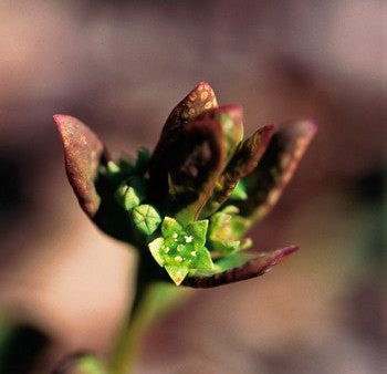 Comandra - <i>Geocaulon lividum<i> Supply