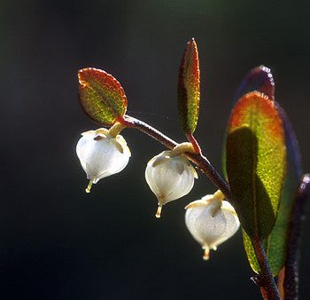 Cassandra - <i>Chamaedaphne calyculata<i> Discount