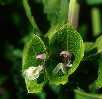 Green Bells of Ireland - <i>Molucella laevis<i> Cheap