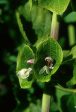 Green Bells of Ireland - <i>Molucella laevis<i> Cheap