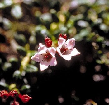 Alpine Azalea - <i>Loiseleuria procumbens<i> Online Hot Sale