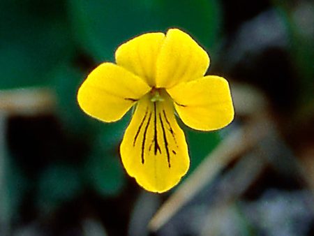 Yellow Violet - <i>Viola biflora<i> Fashion