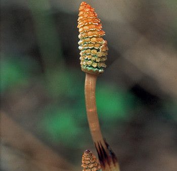 Horsetail - <i>Equisetum arvense<i> on Sale