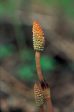 Horsetail - <i>Equisetum arvense<i> on Sale