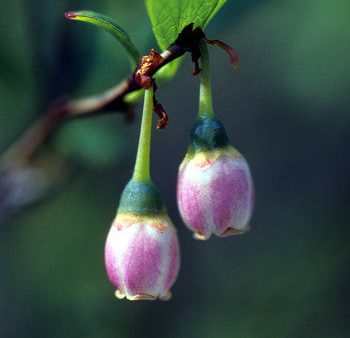 Bog Blueberry - <i>Vaccinium uliginosum<i> on Sale